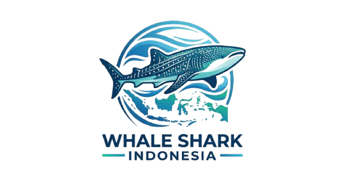 Whale Animal Indonesia